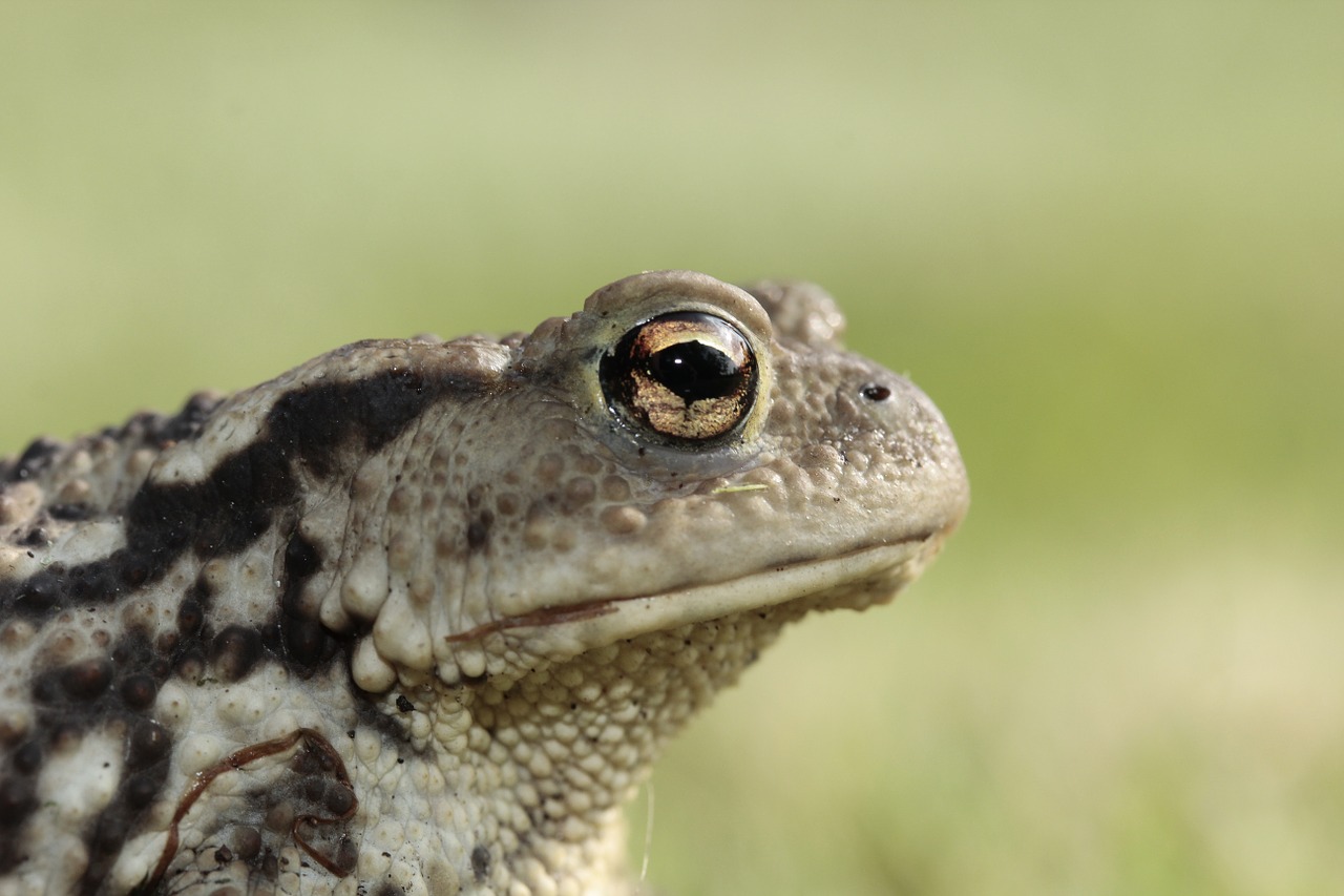 frog toad eyes free photo