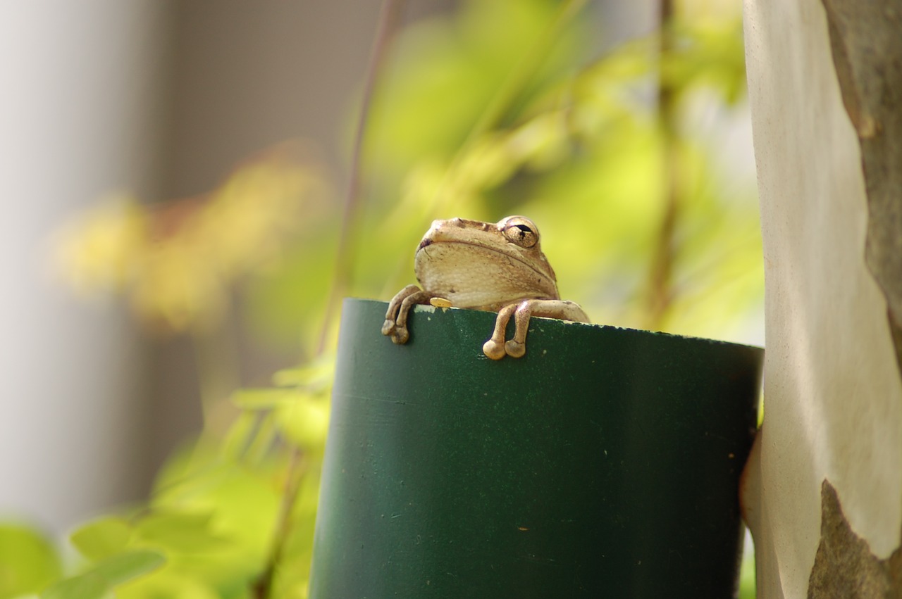 frog  animal  green free photo