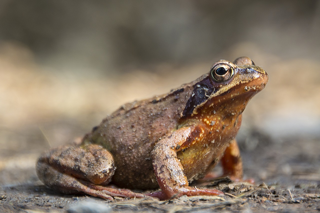 frog  macro  nature free photo