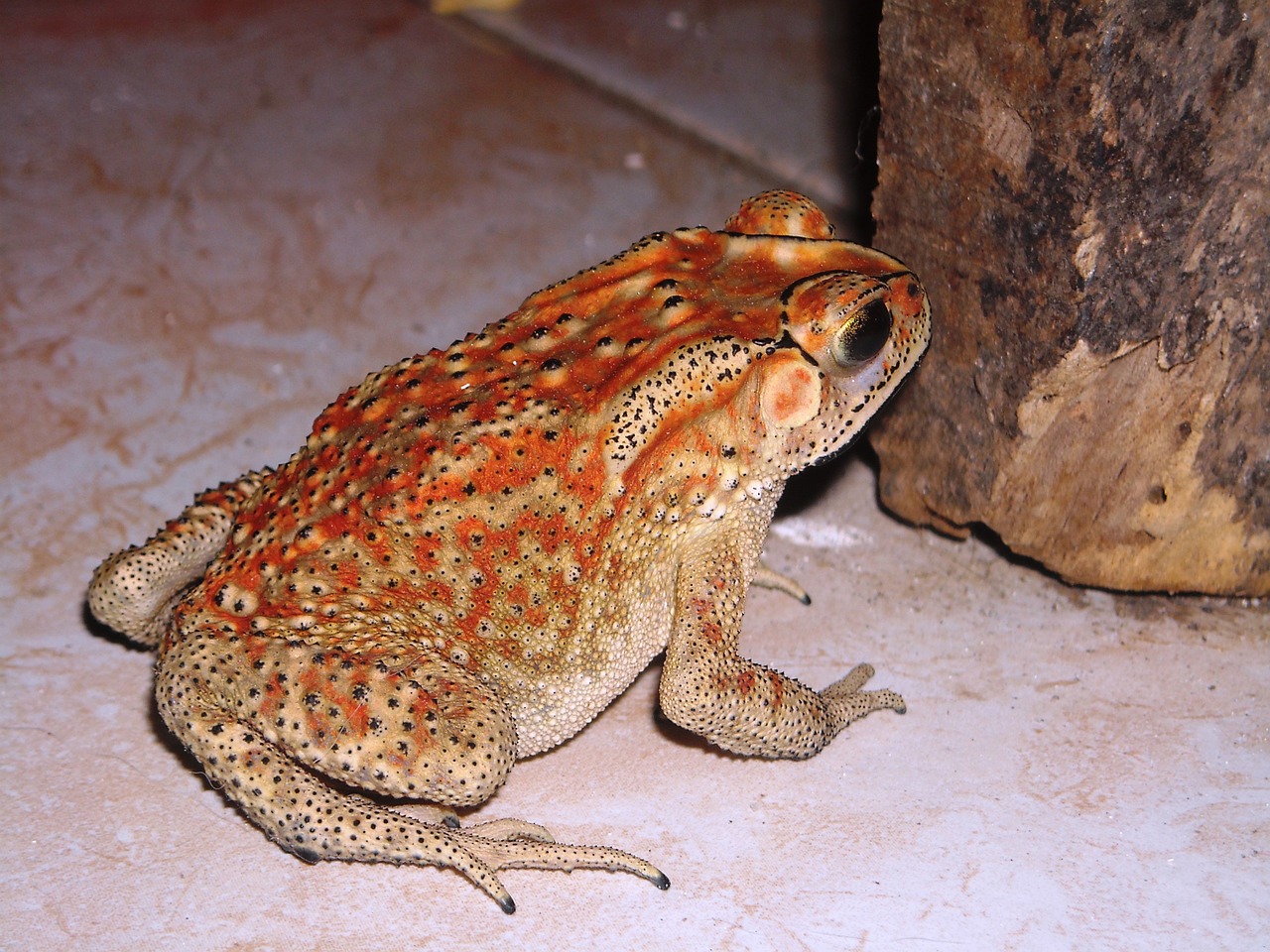 frog duttaphrynus melanostictus buduk free photo