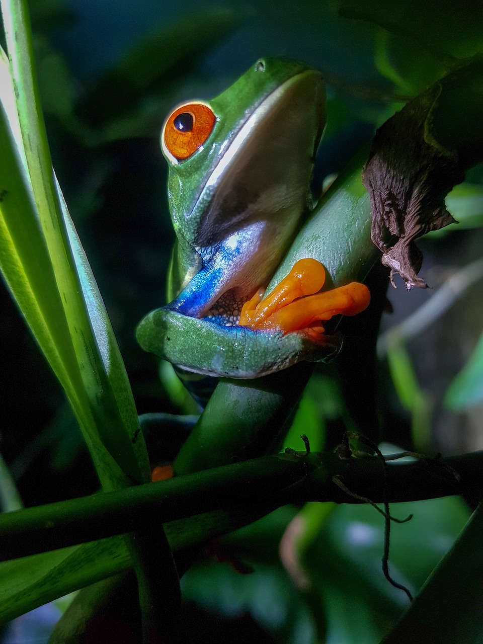 frog  costa rica  red eyed leaf frog free photo