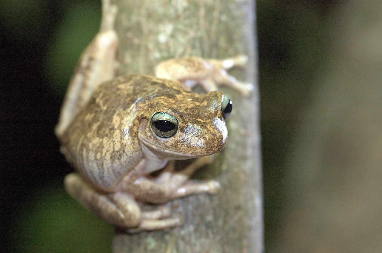 frog  venezuela  nature free photo