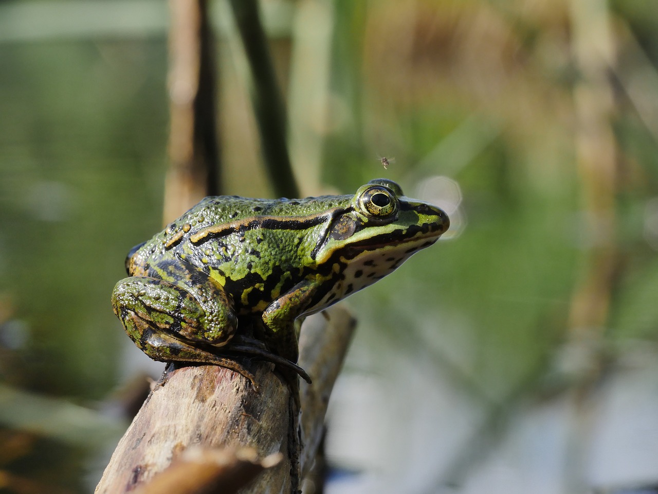 frog  moor  green free photo