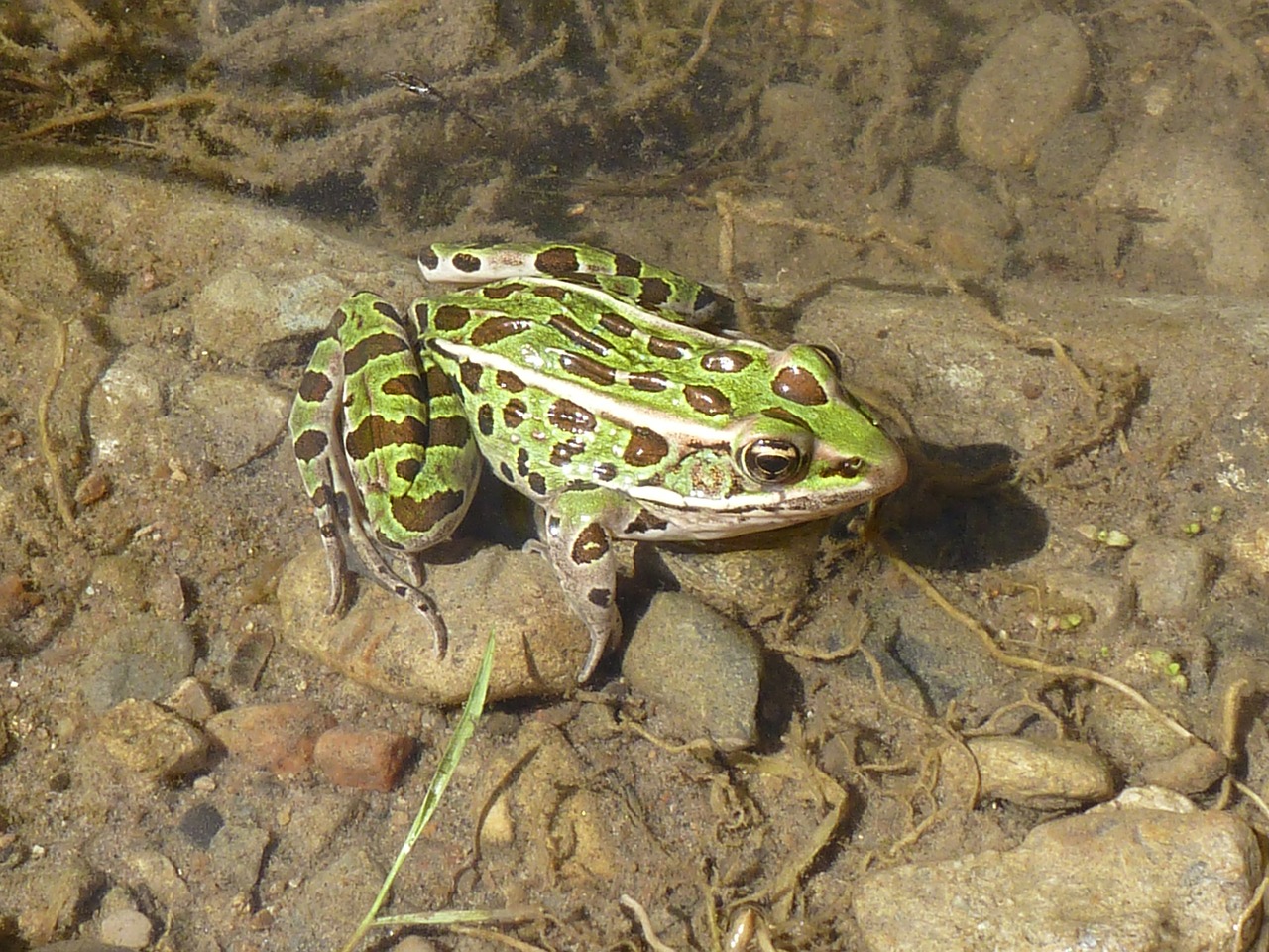 frog leopard frog amphibian free photo