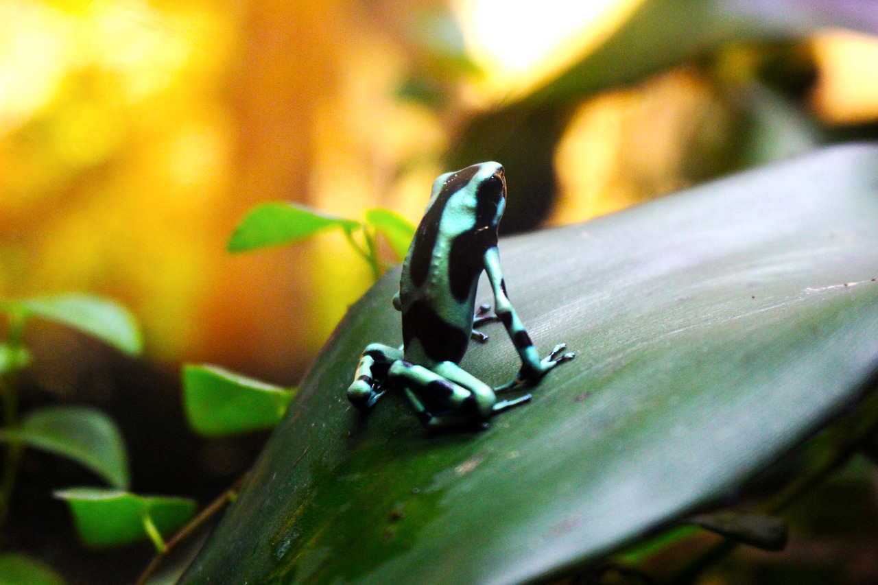 frog  tropical  exotic free photo