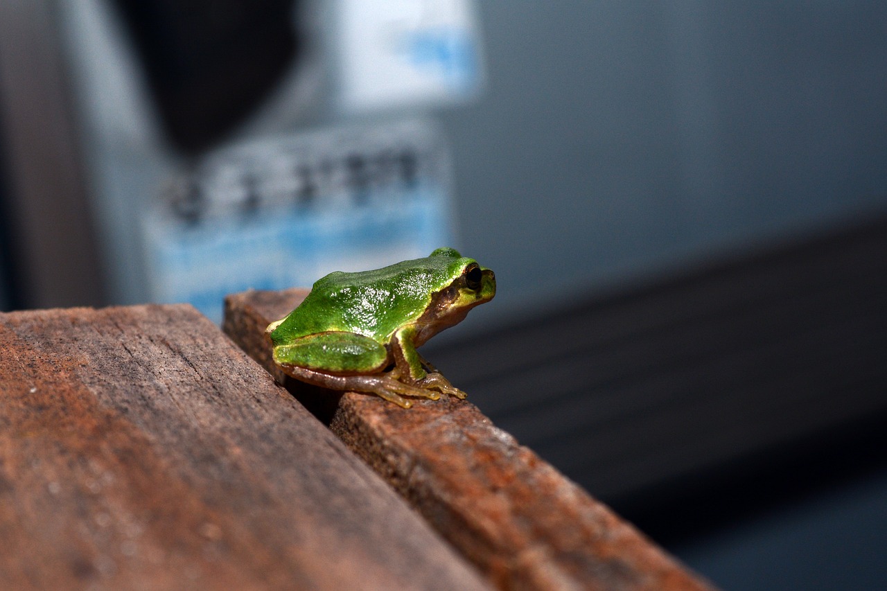 frog tree frogs amphibians free photo