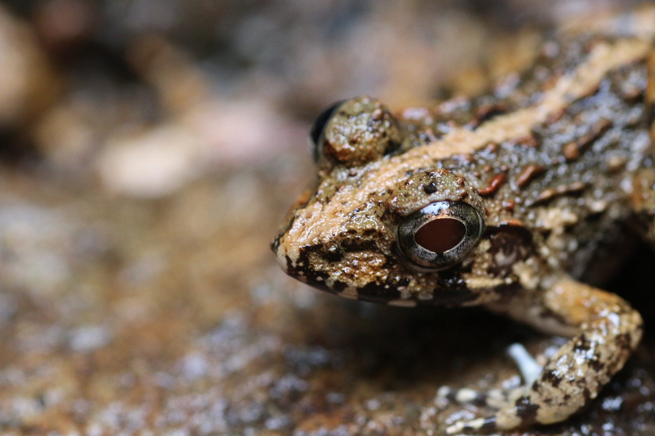 frog  water  pond free photo