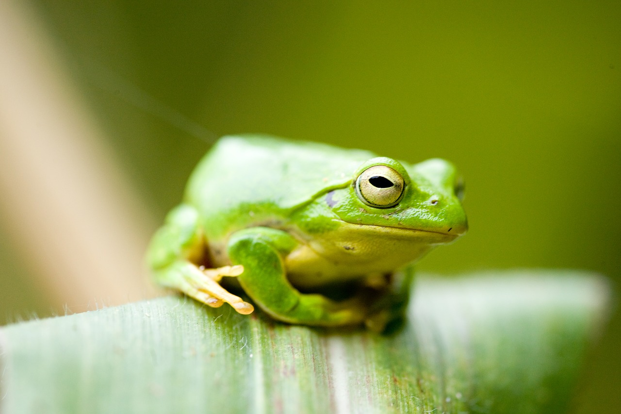 frog  green  amphibian free photo