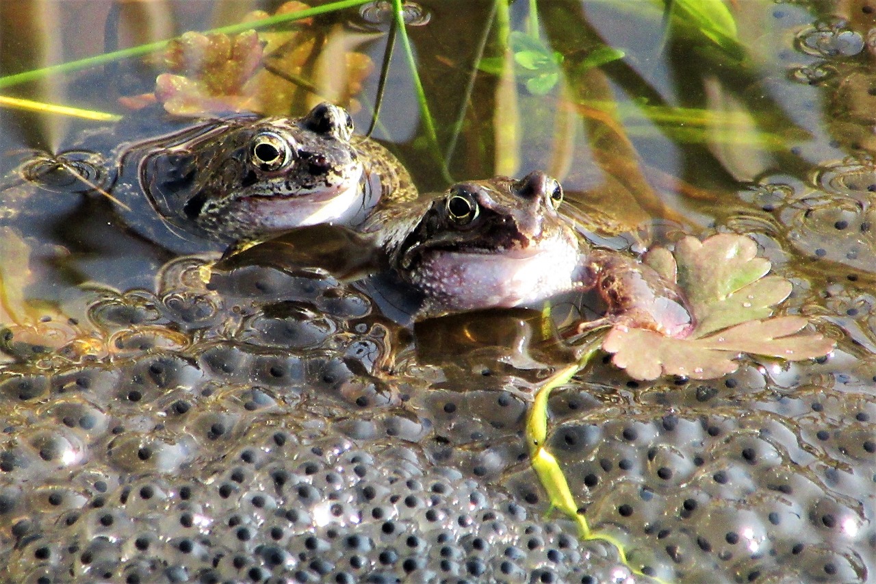 frog  mate  spring free photo
