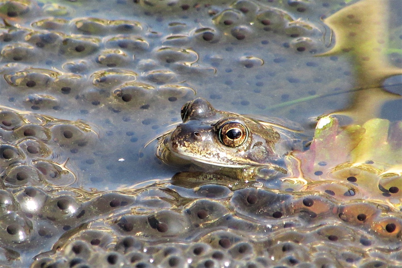 frog  spawn  poelkikker free photo