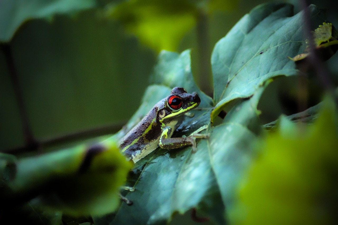 frog  toad  reptile free photo