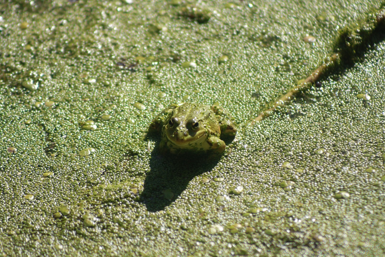 frog  animal  pond free photo