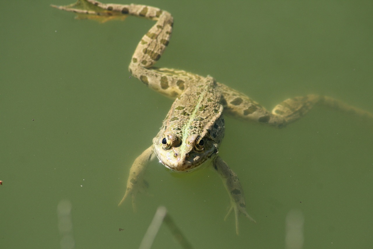 frog  reptile  nature free photo