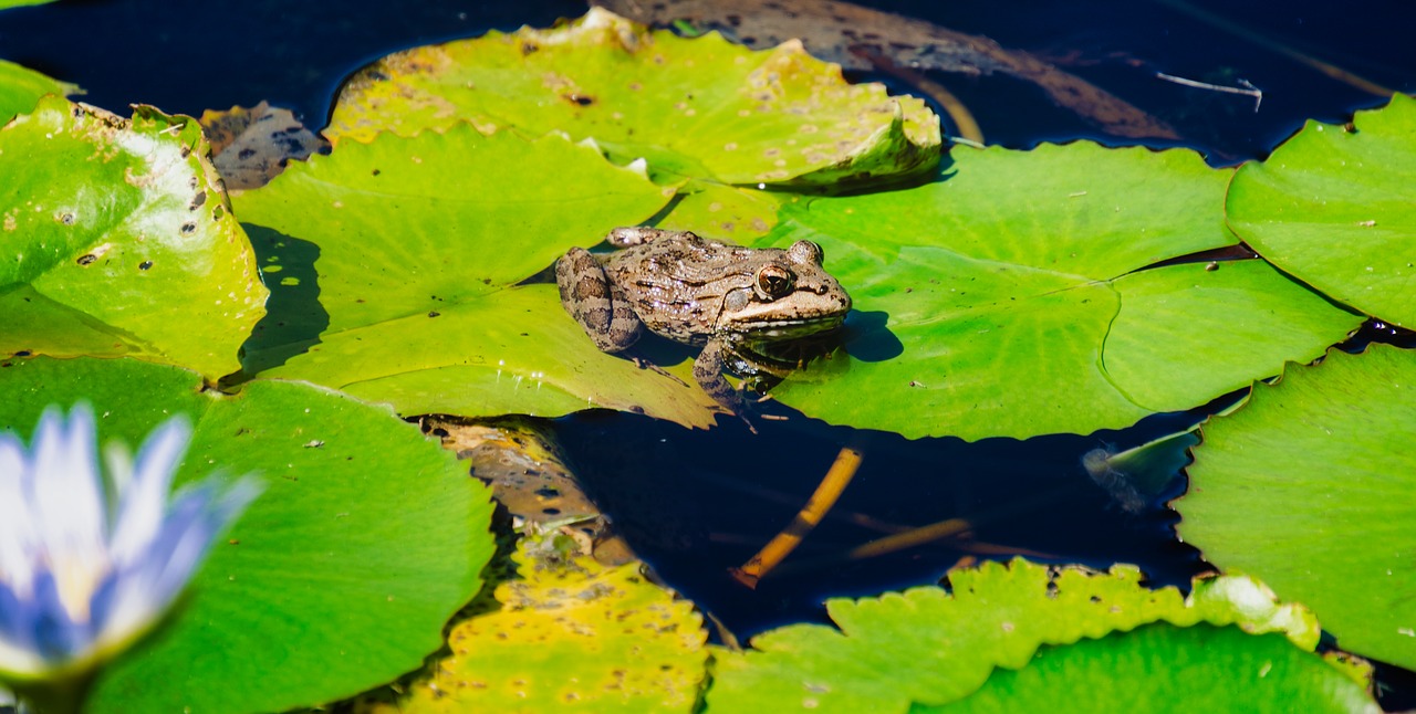 frog  lilypad  pond free photo