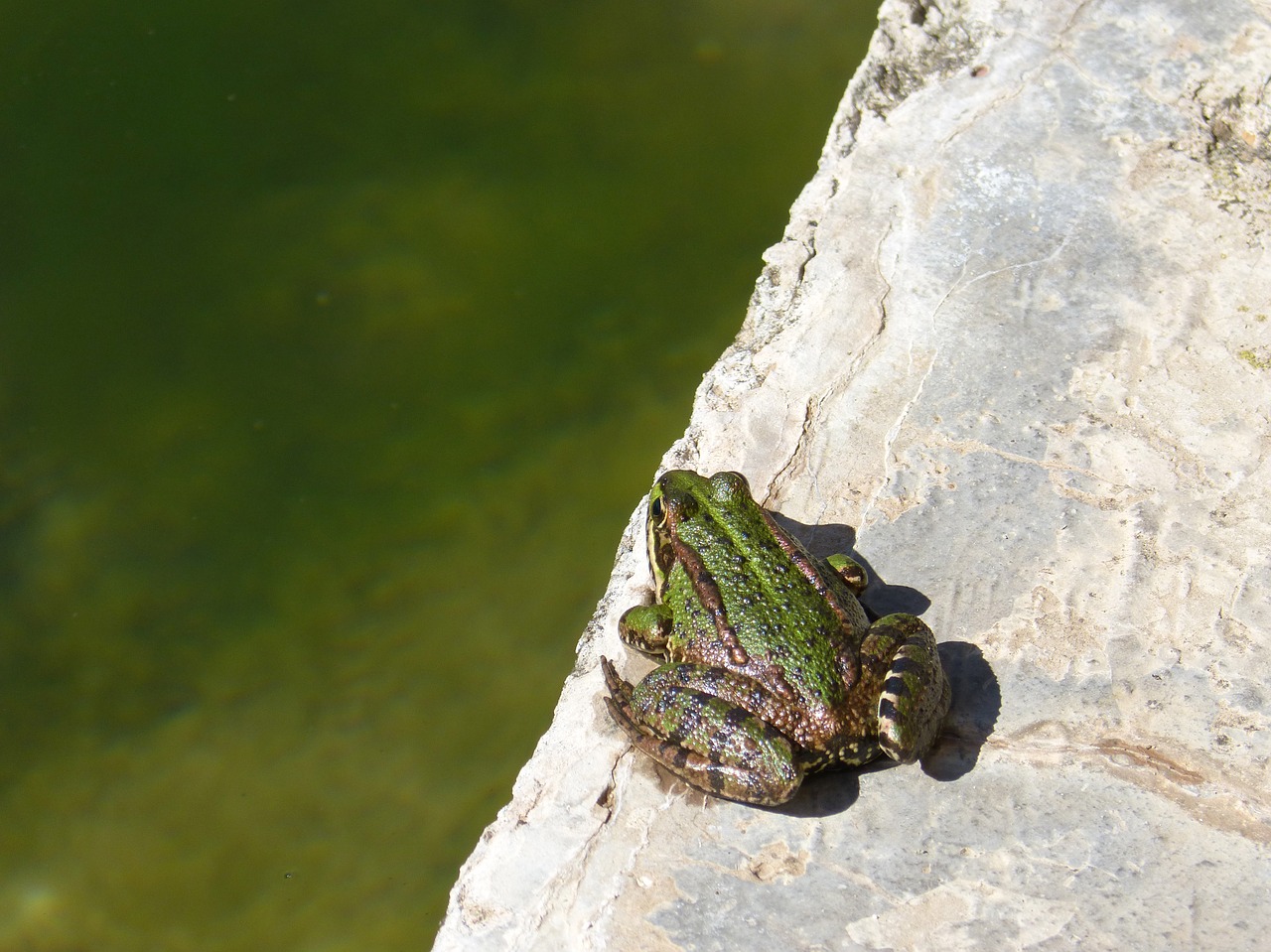 frog  raft  jump free photo