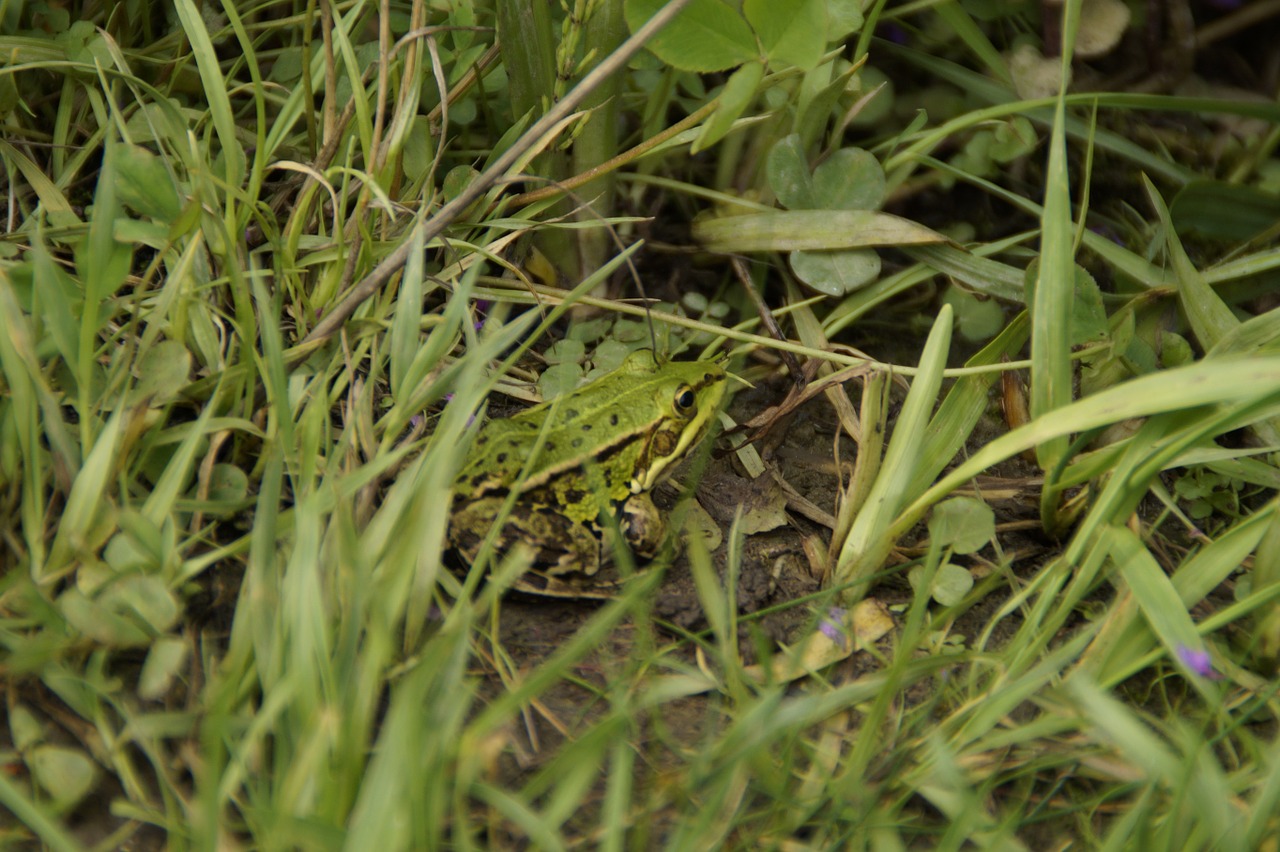 frog tree frog grass free photo