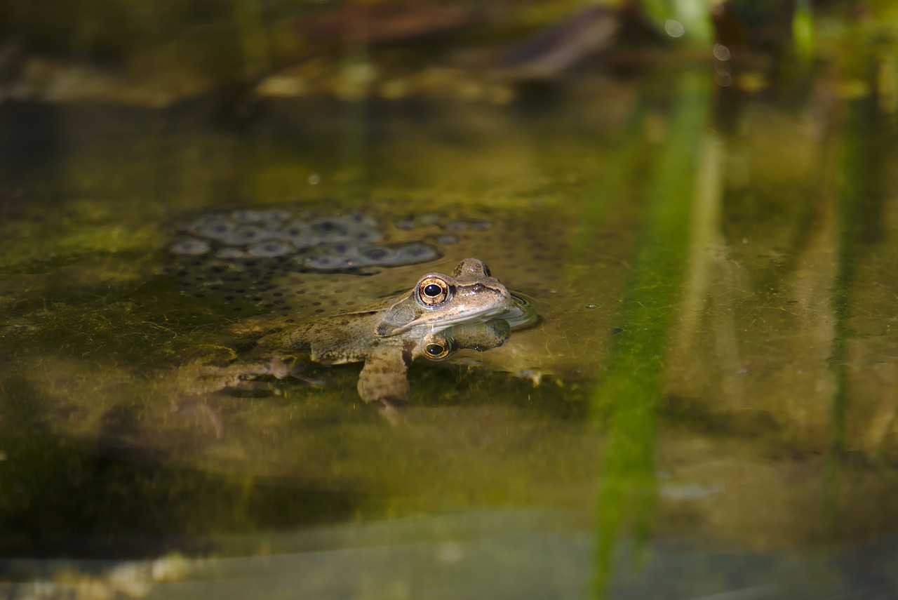 frog  amphibian  pond free photo
