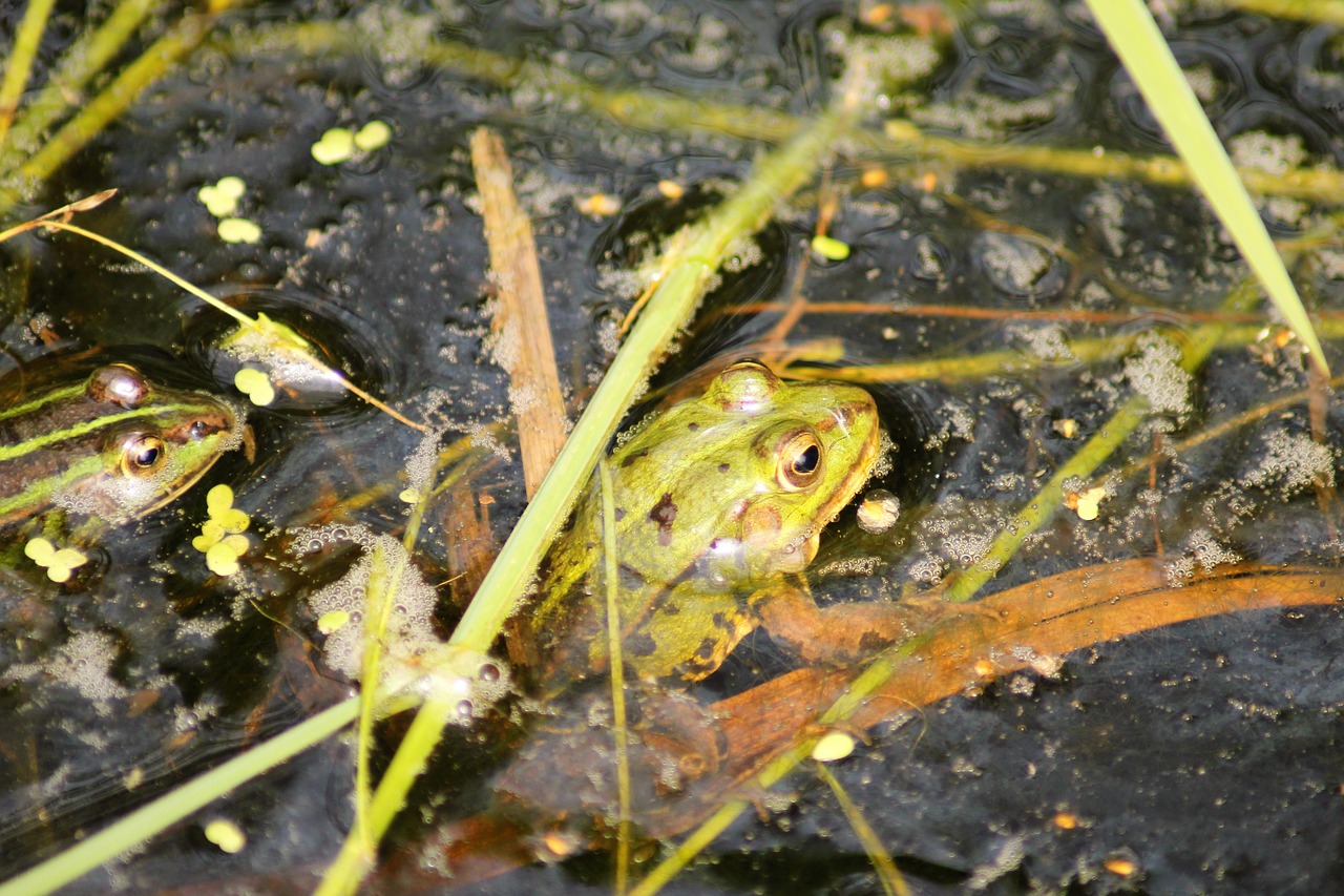 frog  nature  pond free photo