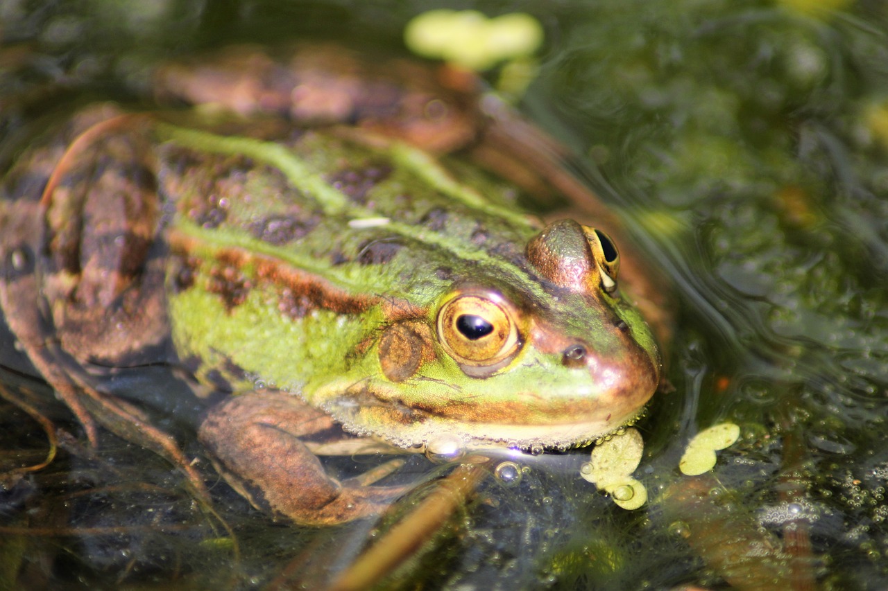 frog  water  pond free photo