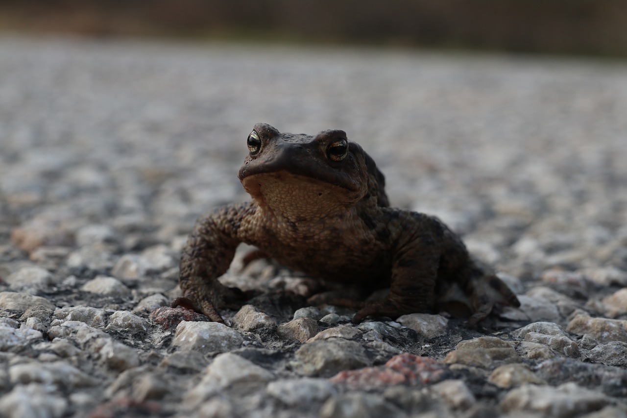 frog  road  eyes free photo