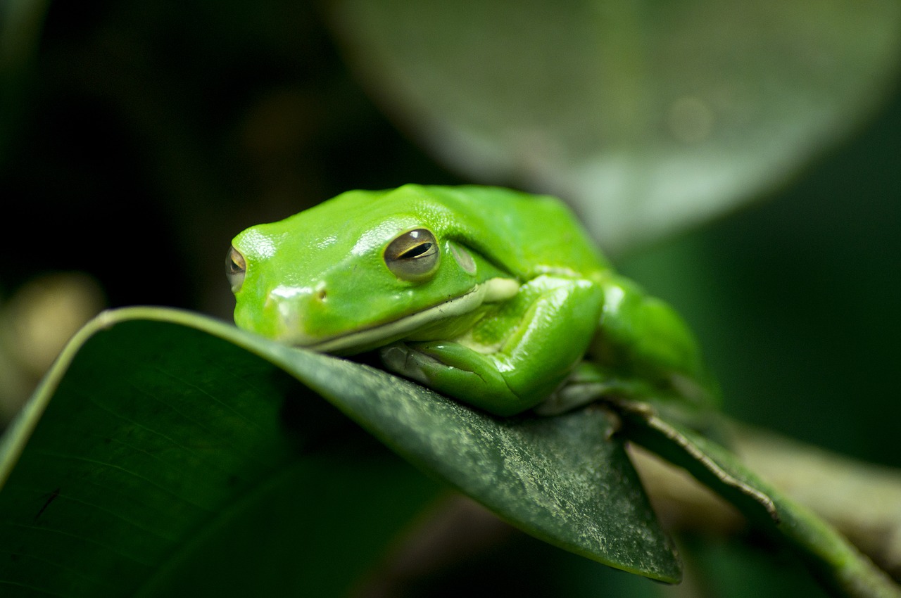 frog  tropical  exotic free photo