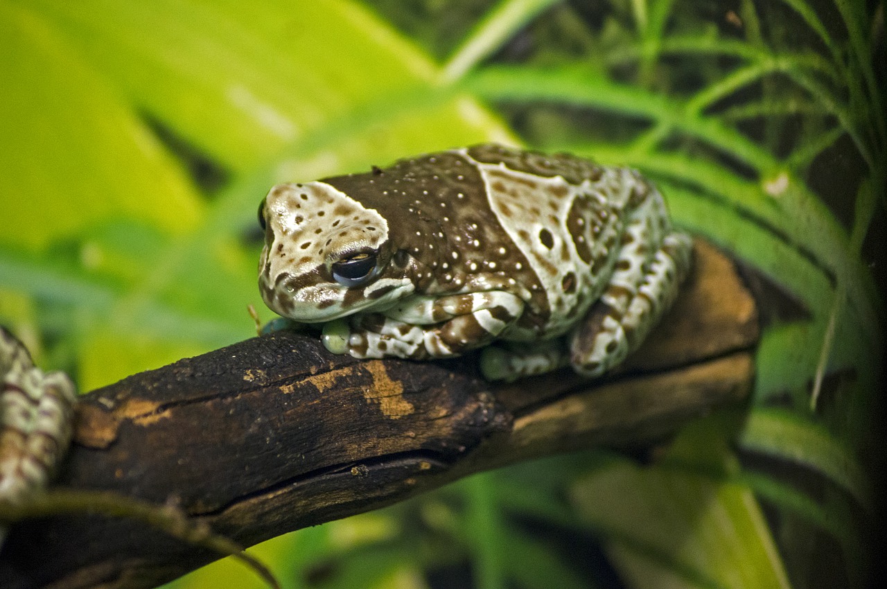 frog  amphibian  tropical free photo