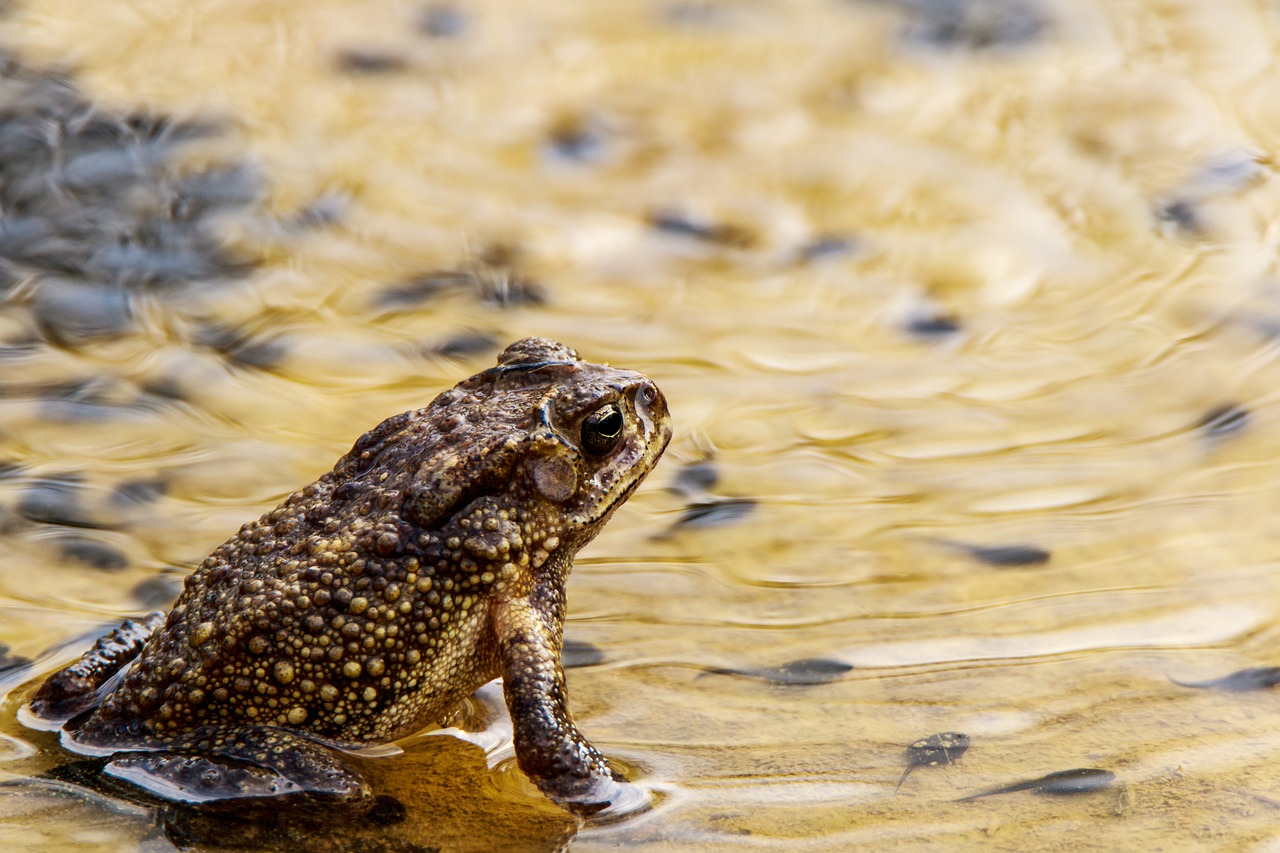 frog  water  pond free photo