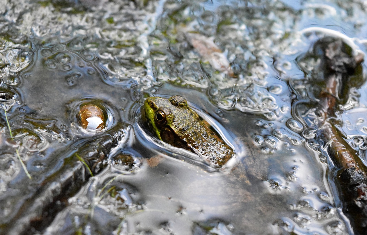 frog  pond  mud free photo