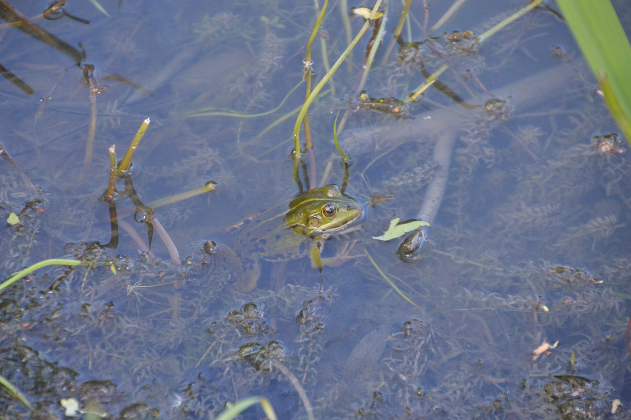 frog  toad  amphibians free photo