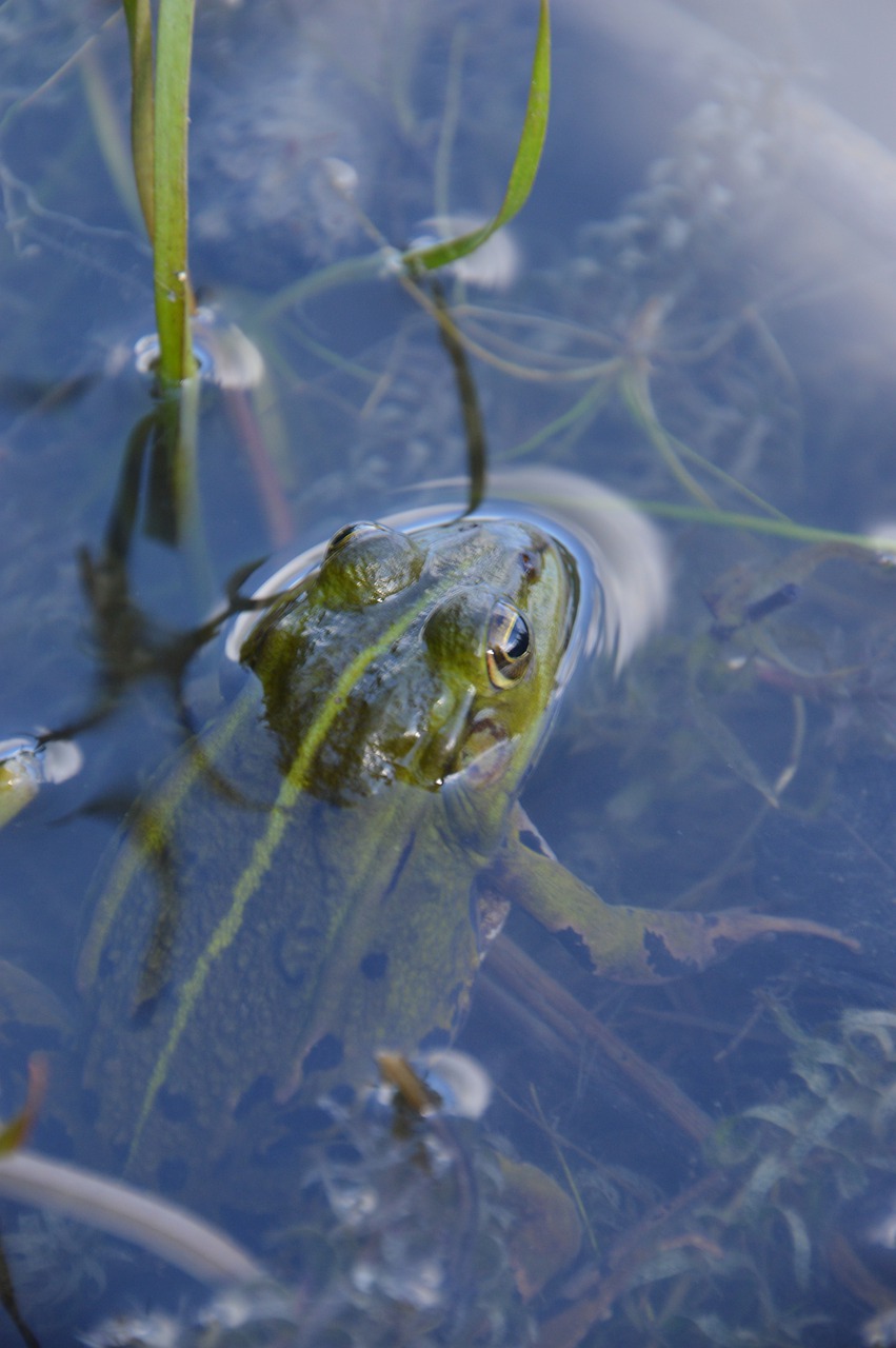 frog  toad  amphibians free photo