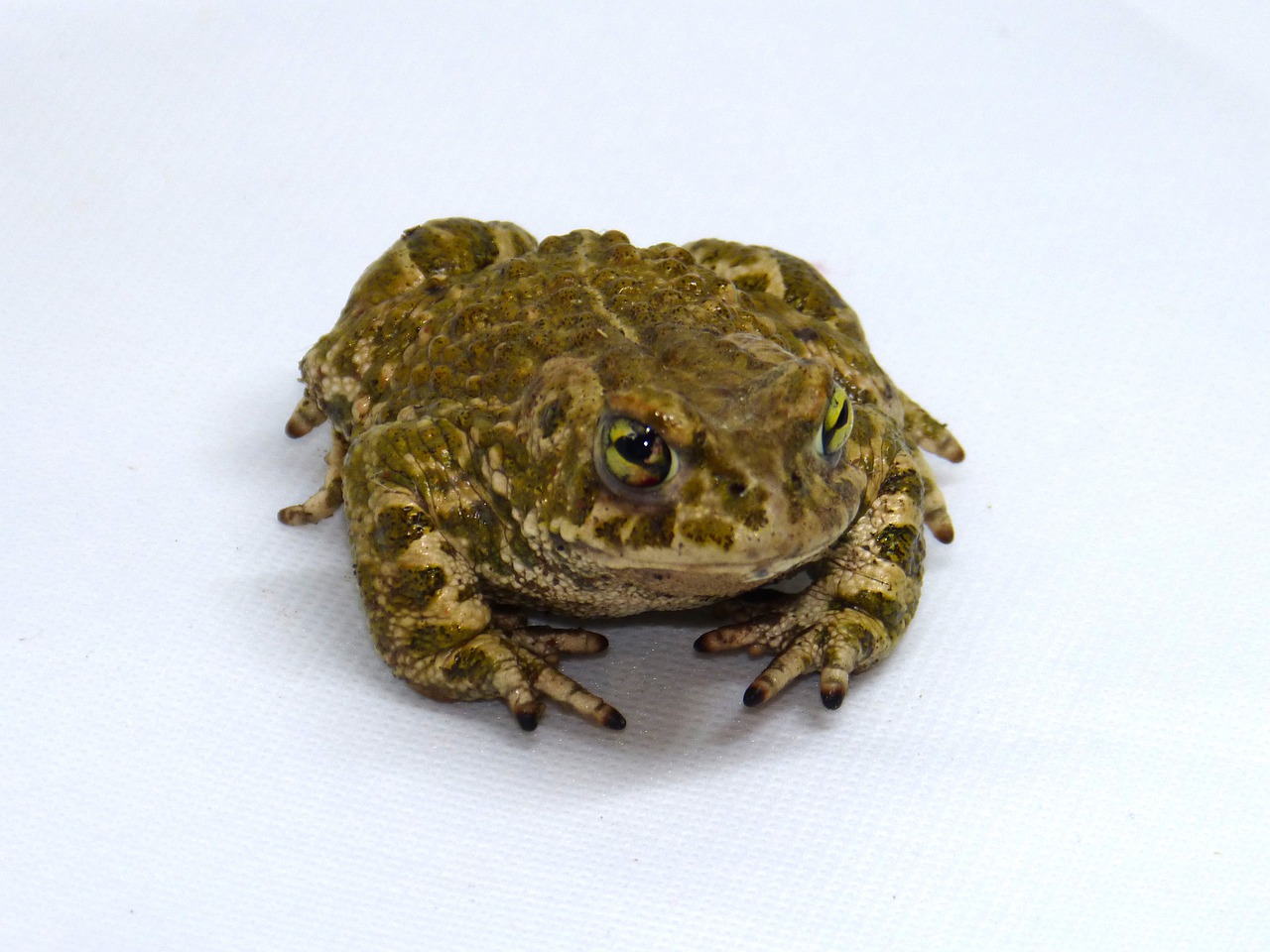 frog  batrachian  detail free photo