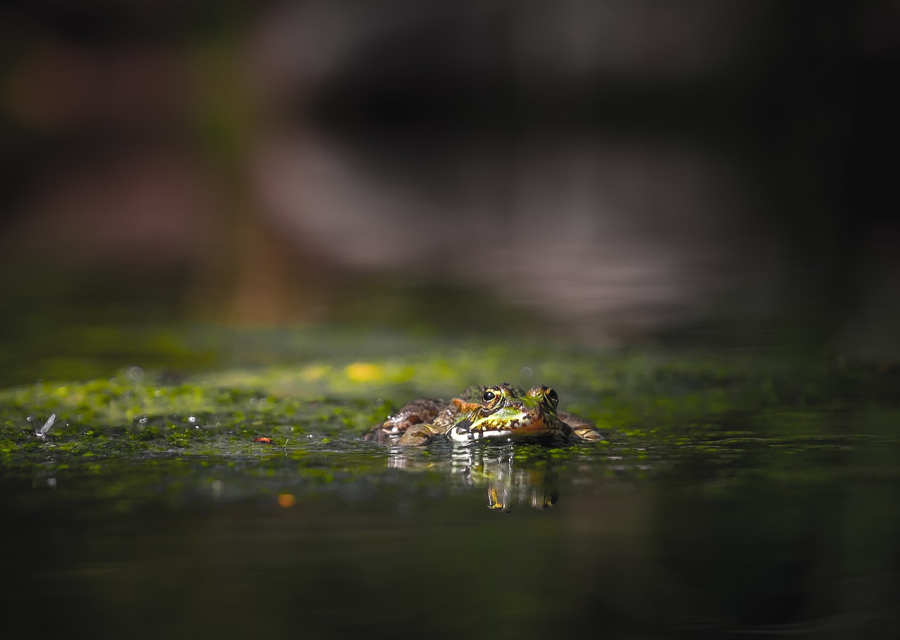 frog  reptiles  moss free photo