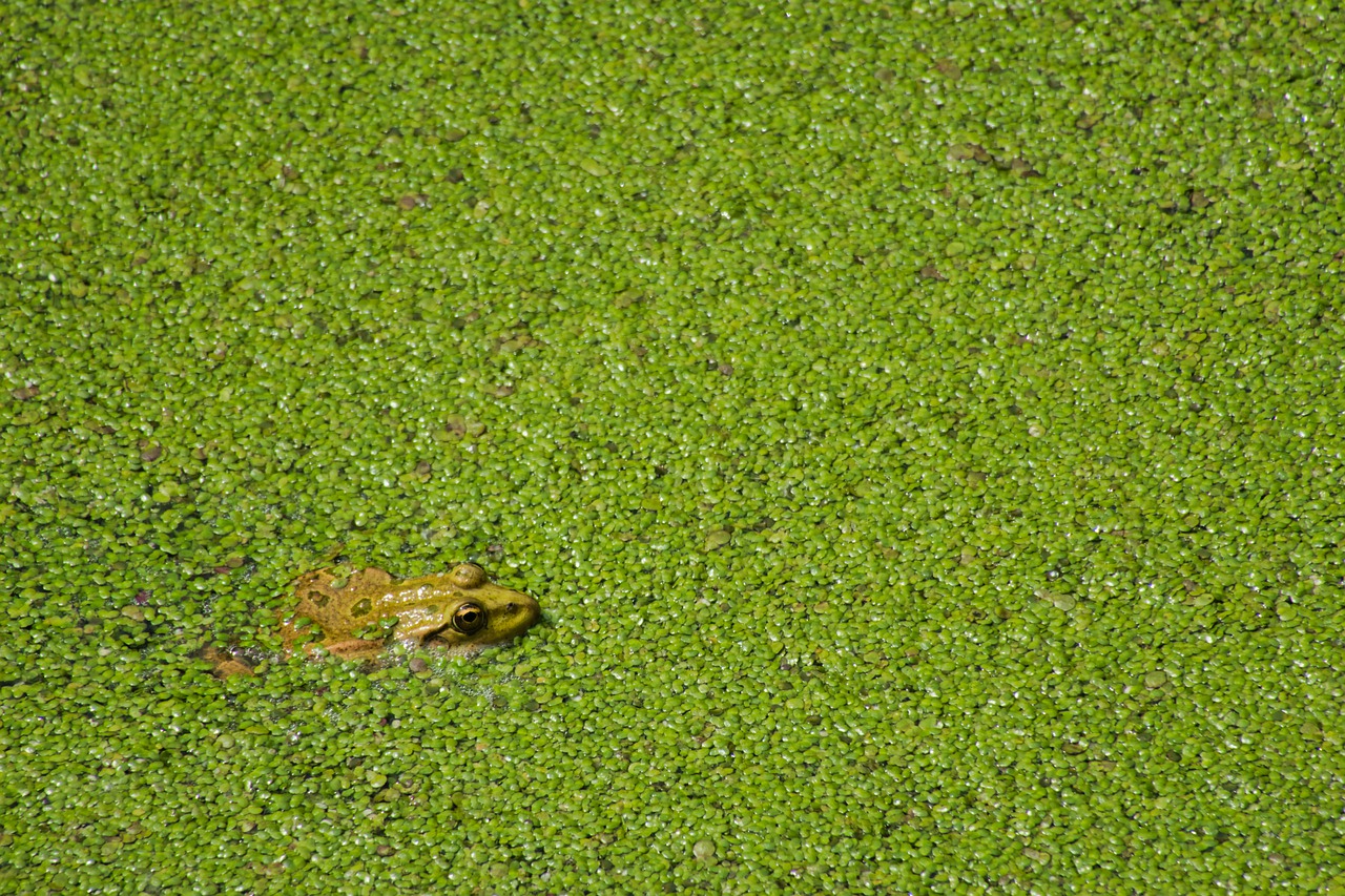 frog  pond  pond lenses free photo