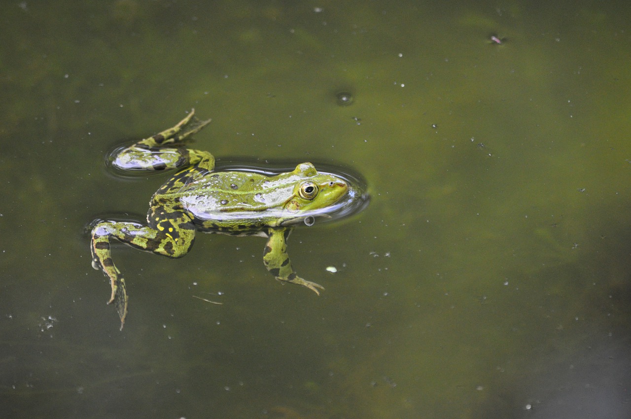 frog  rest  pond free photo