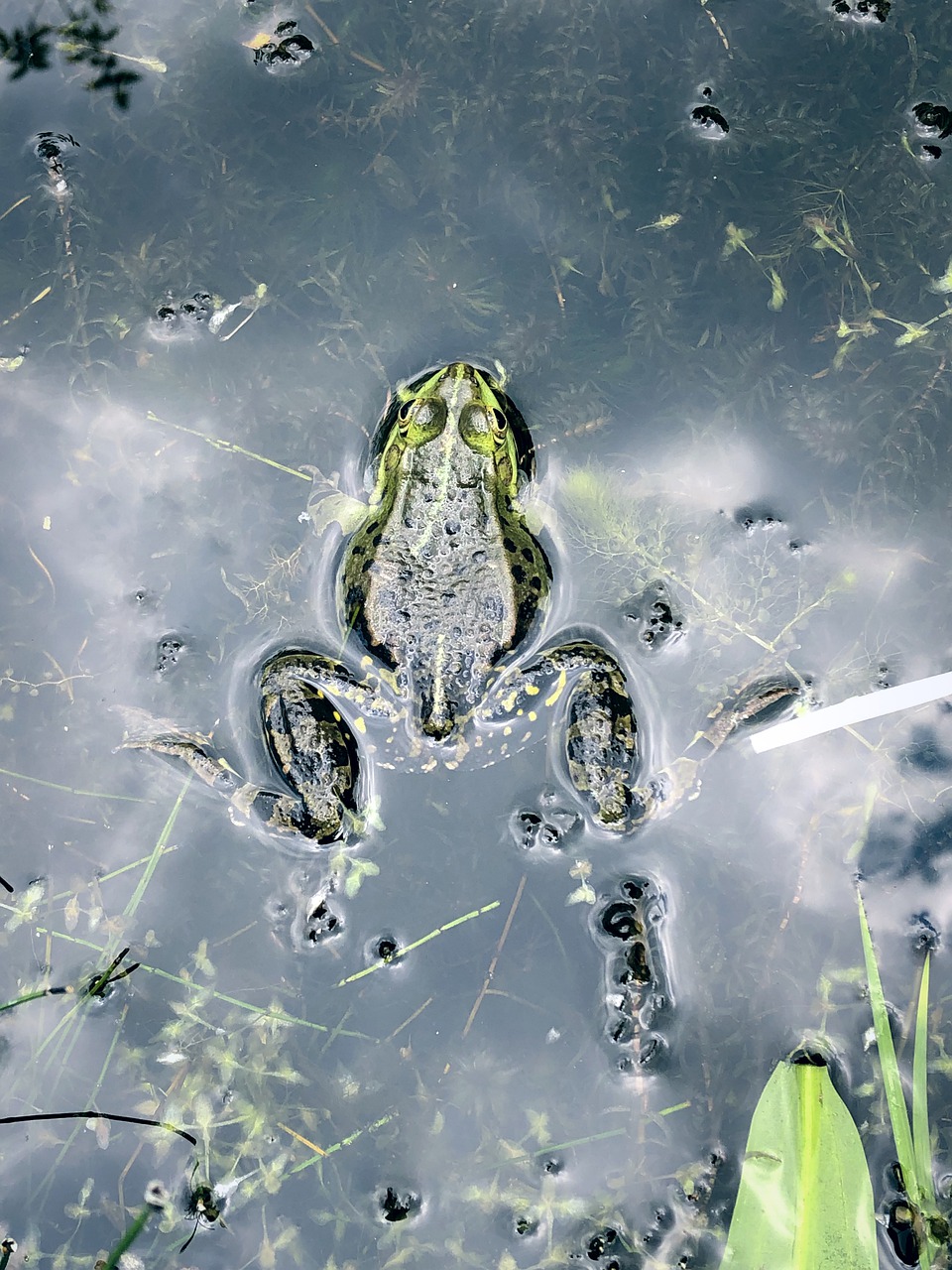 frog  nature  water free photo