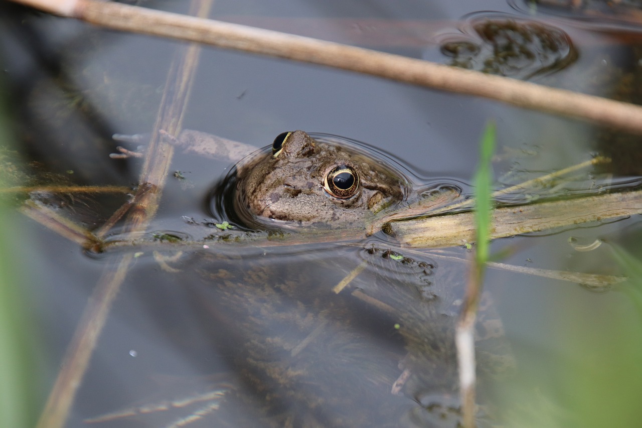 frog  amphibians  aquatic animals free photo