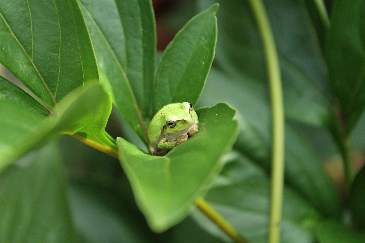 frog  creatures  leaf free photo