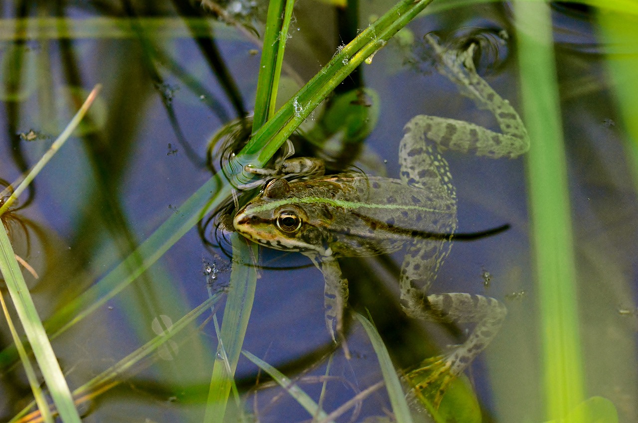 frog  pond  biotope free photo