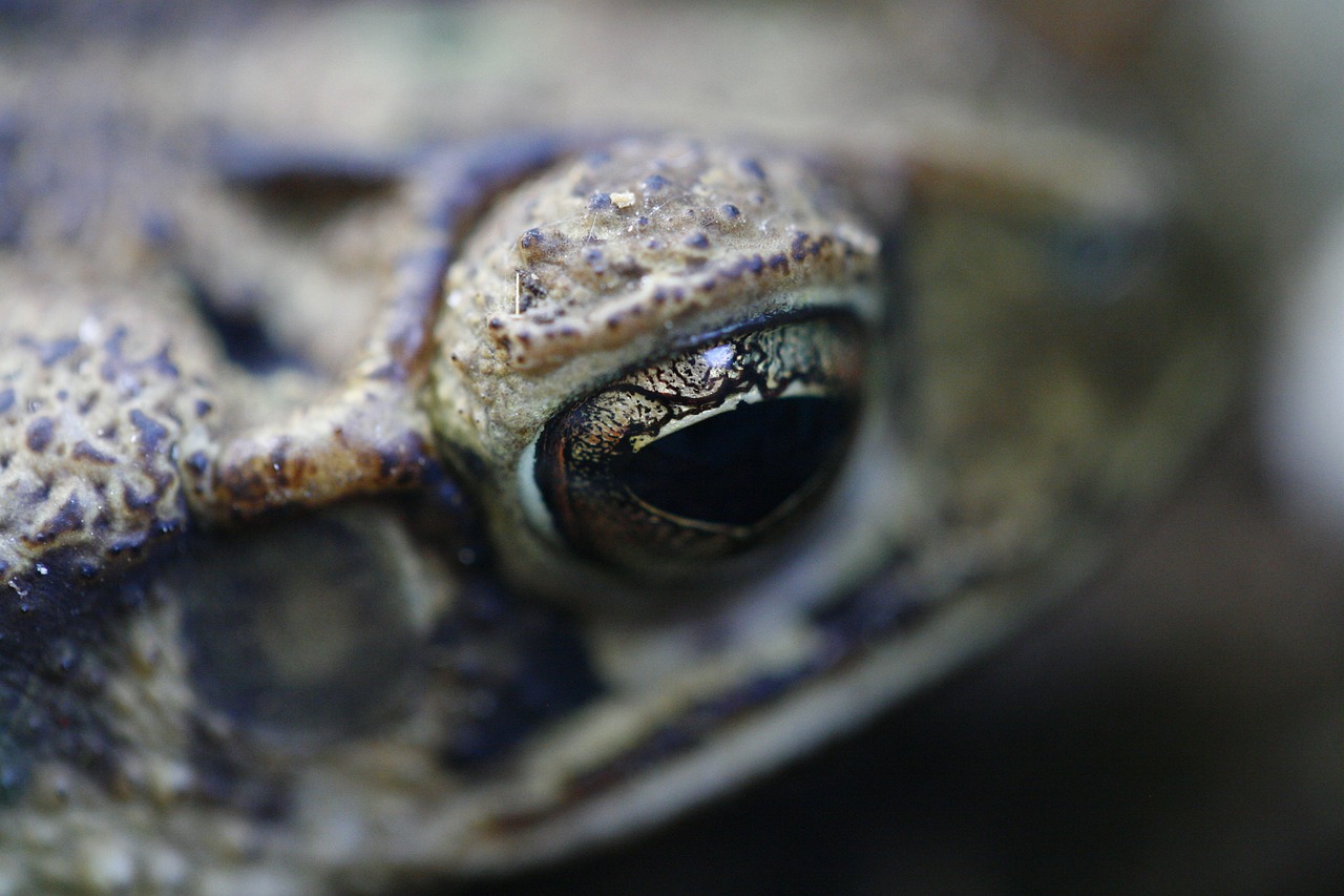 frog  amphibian  closeup free photo