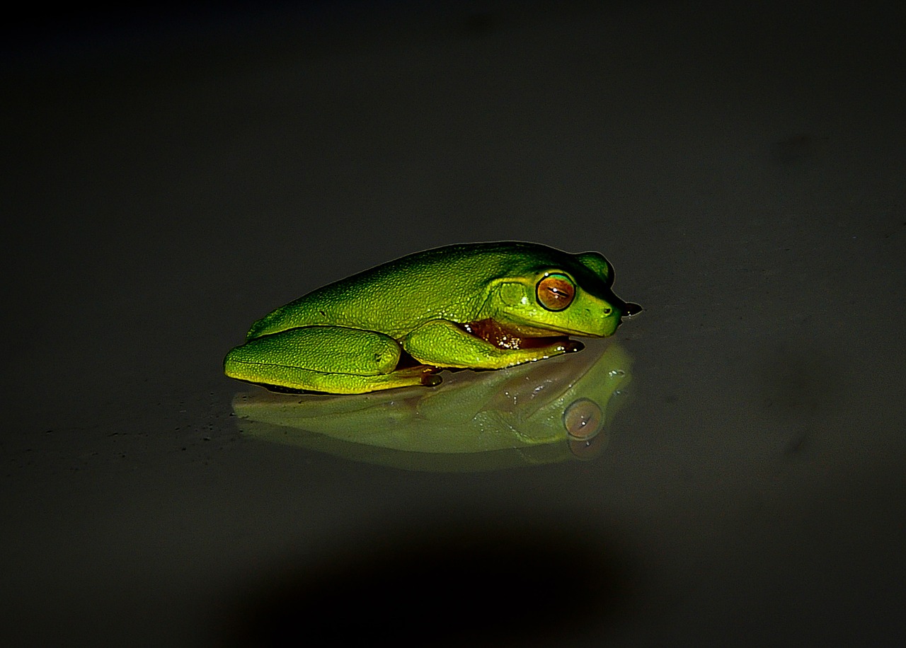 frog wildlife green free photo