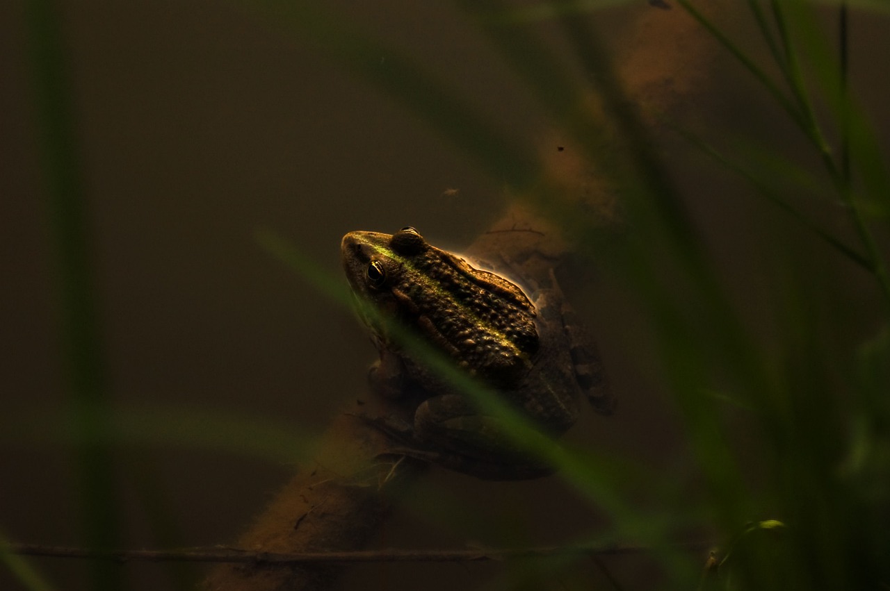 frog  toad  amphibian free photo