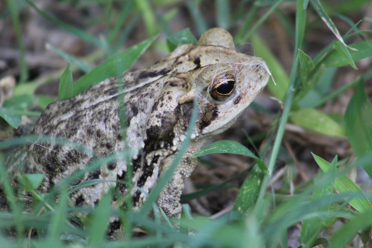 frog  green  animal free photo