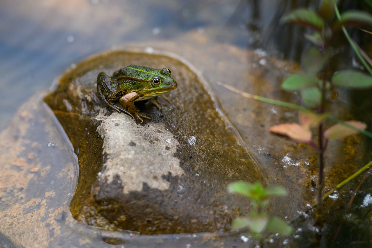 frog  stone  pond free photo