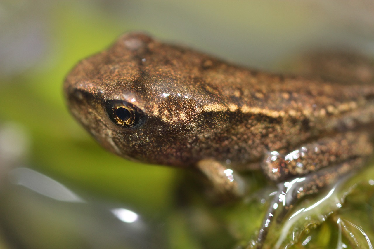 frog  froglet  amphibian free photo