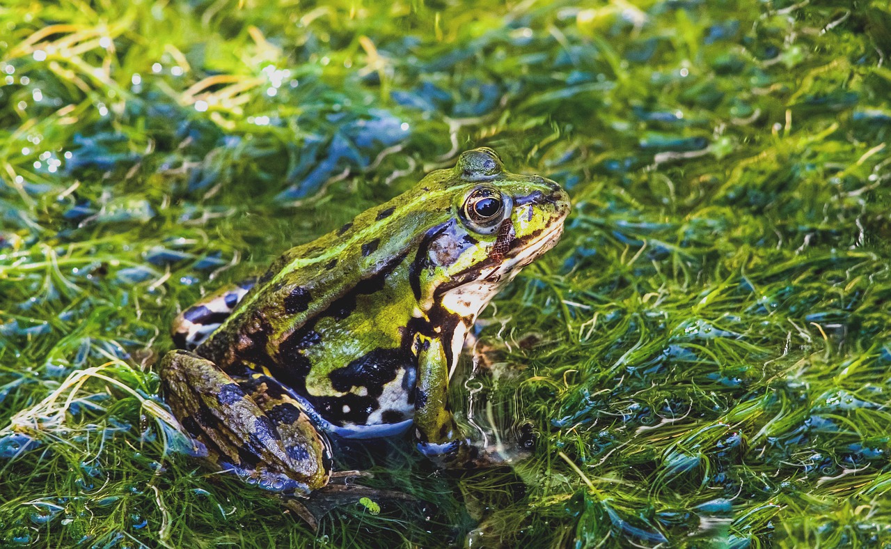 frog  amphibian  pond free photo