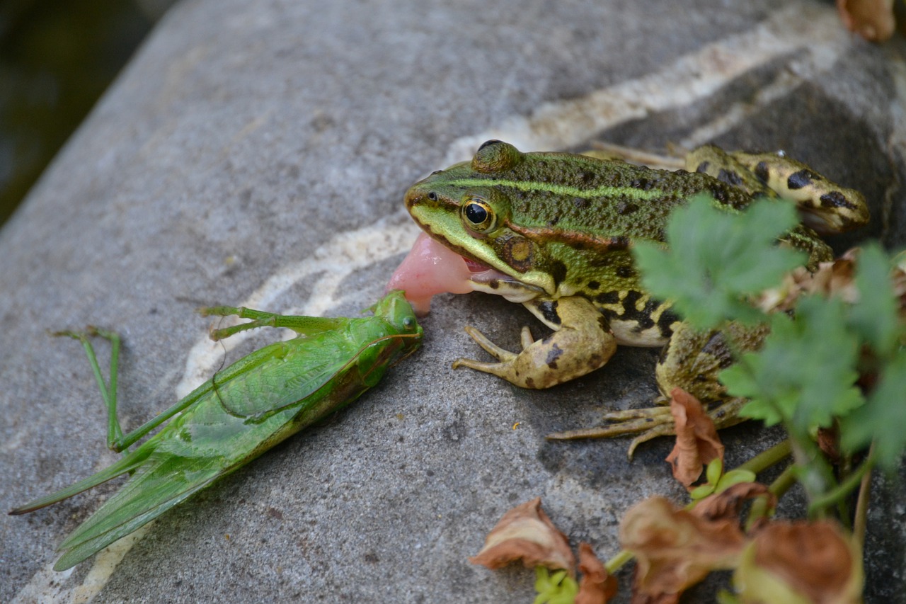 frog  grasshopper  insect free photo