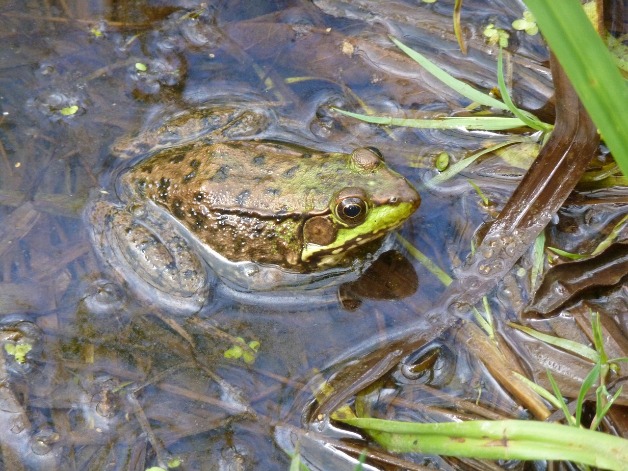 frog green pond free photo