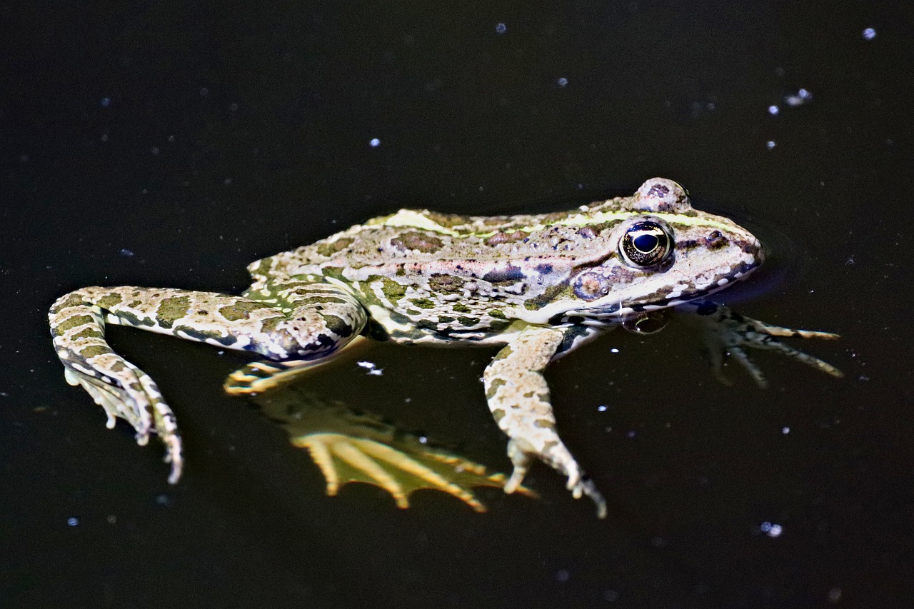 frog  yellow-bellied  amphibian free photo