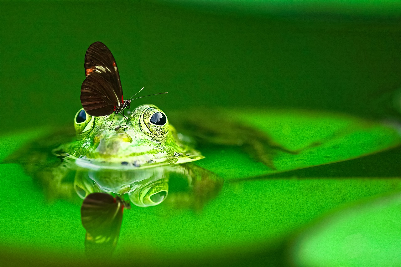 frog  animal  green free photo