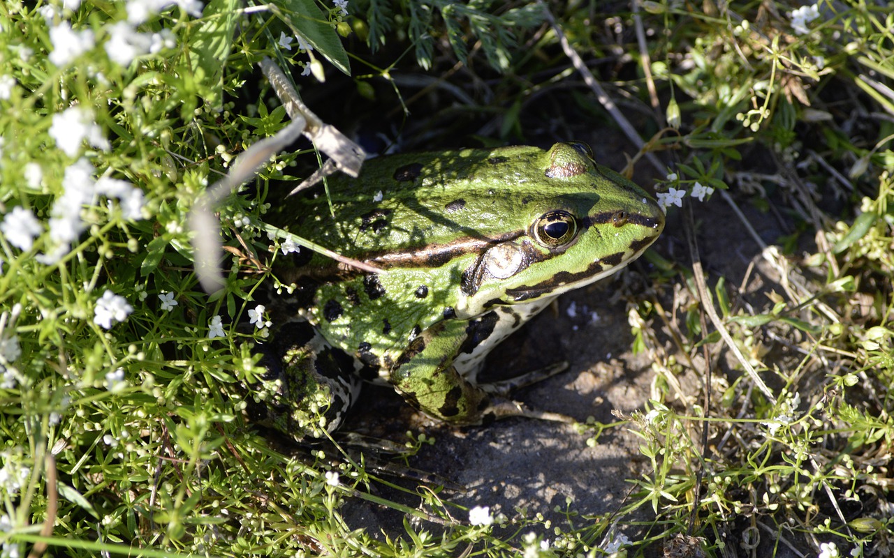 frog  nature  grass free photo